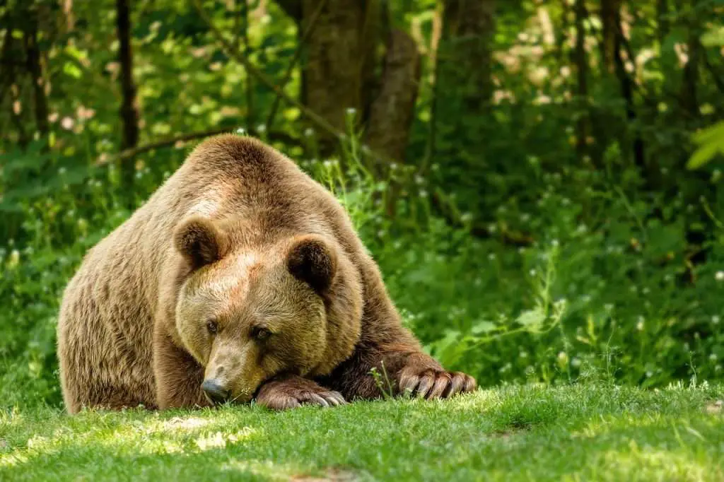 bear, brown bear, fur-5266957.jpg