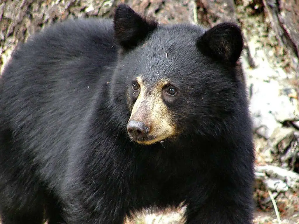 black, bear, mammal-69246.jpg