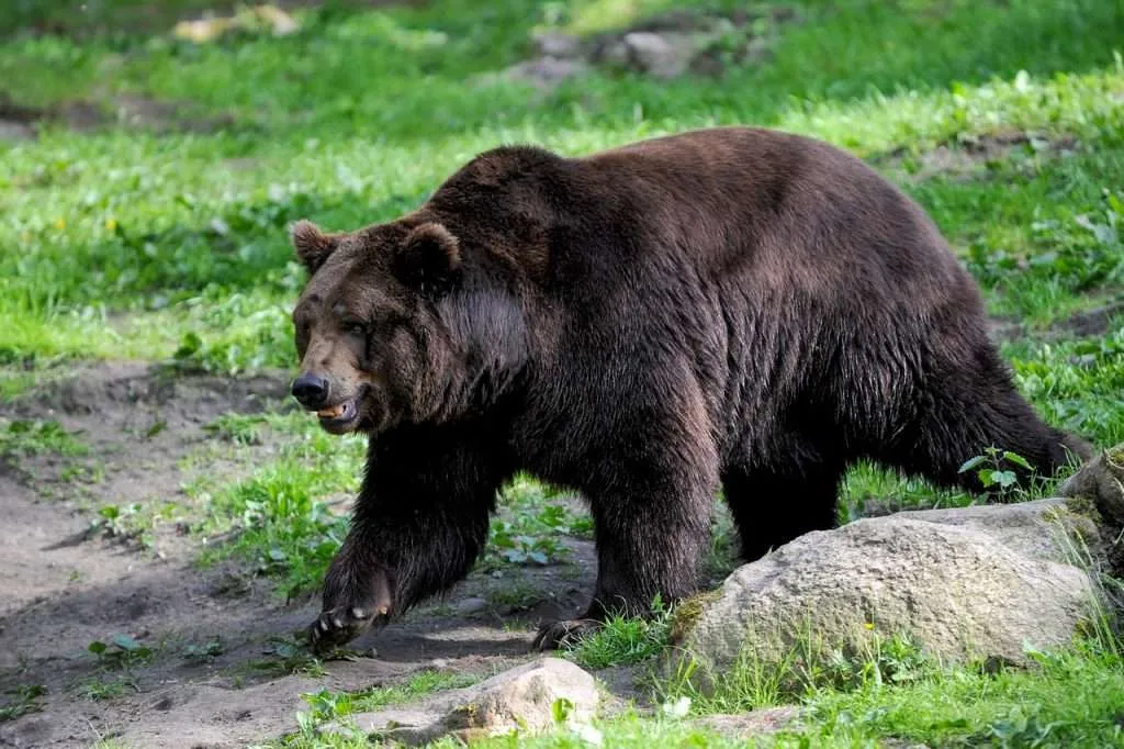 brown bear, bear, wild animal-4859243.jpg