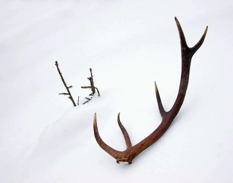 deer, horns, stage-1255385.jpg