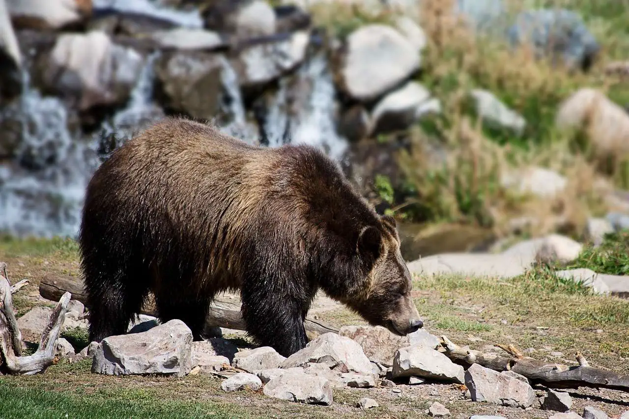 grizzly bear, bear, grizzly-2788682.jpg