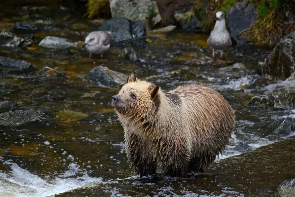 grizzly bear, grizzly cub, river-6510170.jpg