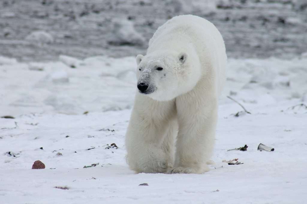 polar bear, bear, animal-404317.jpg