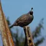 quail, bird, pole-1574948.jpg