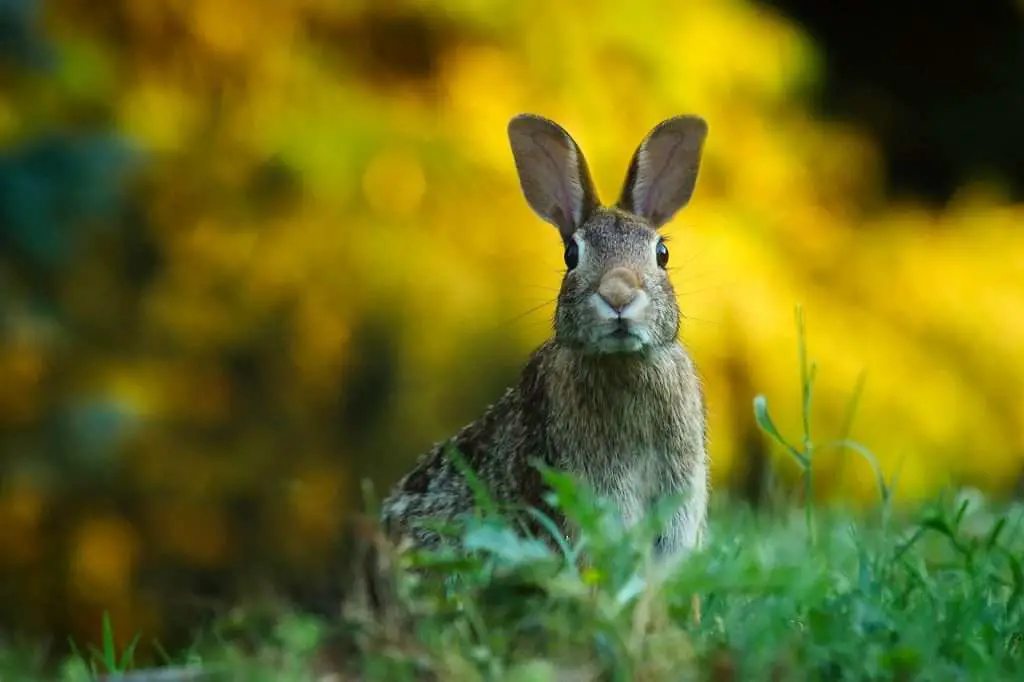 rabbit, hare, bunny-1882699.jpg