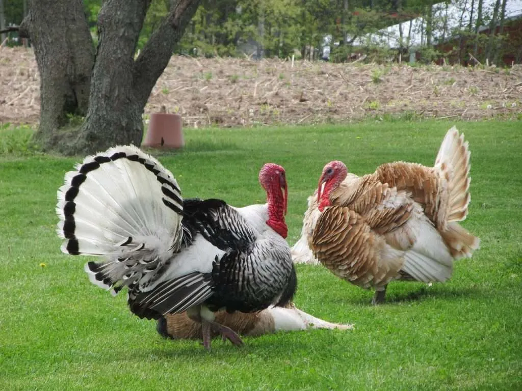 turkey, bird, poultry-72771.jpg