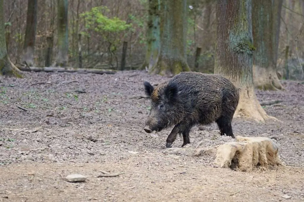 wild boar, pig, sow-2248412.jpg