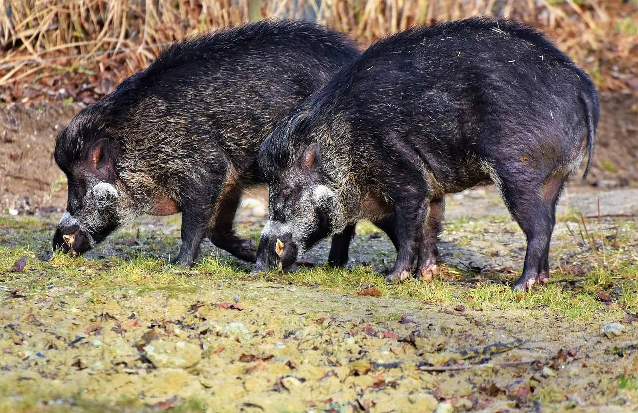 wild boar, pig, sow-3214069.jpg